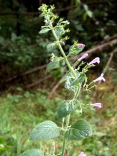Calamintha sylvatica Menthe - Sariette des bois