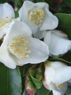 Camelia lutchuensis - Camellia botanique