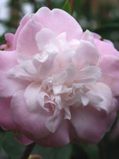 Camélia champêtre 'Sweet Jane' Camélia champêtre 'Sweet Jane'