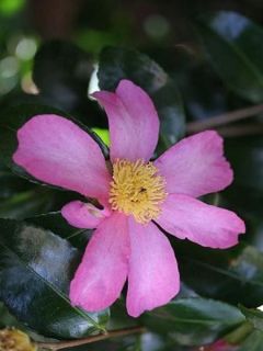 Camélia d'automne 'Cleopatra'