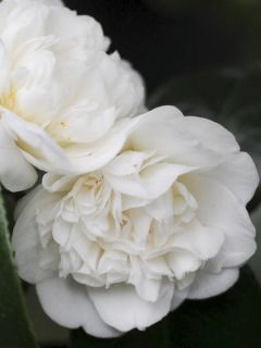 Camélia du Japon 'Nobilissima ' Camélia du Japon 'Nobilissima '