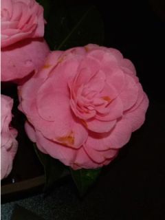 Camélia du Japon 'Nuccio's Cameo' Camélia du Japon 'Nuccio's Cameo'