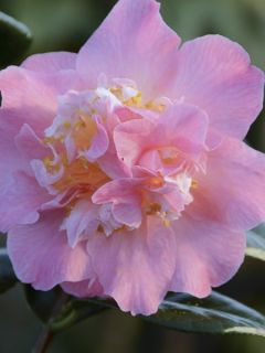 Camélia du Japon 'Paddy's Perfumed ' Camélia du Japon 'Paddy's Perfumed '