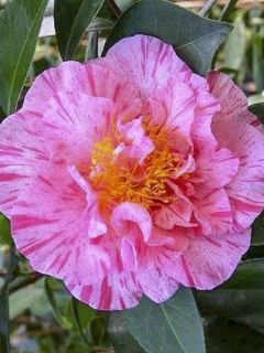 Camélia du Japon 'Traverso' Camélia du Japon 'Traverso'