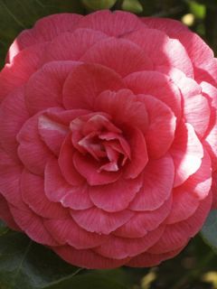 Camélia du Japon 'Valtevareda' Camélia du Japon 'Valtevareda'