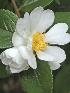 Camélia grijsii - Camellia Camélia grijsii - Camellia