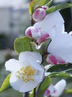 Camellia transnokoensis - Camélia botanique