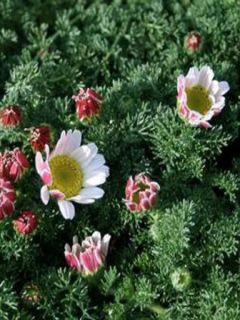 Anacyclus pyrethrum var depressus - Pyrèthre d'Afrique