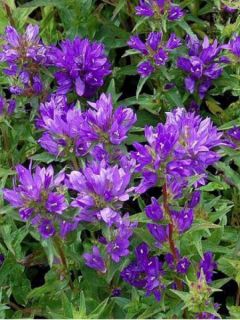 Campanule à bouquets 'Acaulis'