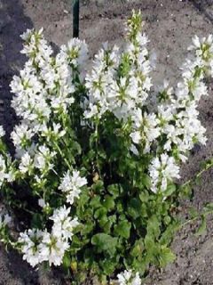 Campanule à bouquets 'Alba'