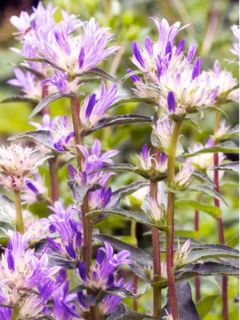 Campanula glomerata Genti Twisterbell