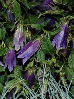 Campanule hybride - Campanula Ringsabell Indigo Blue  