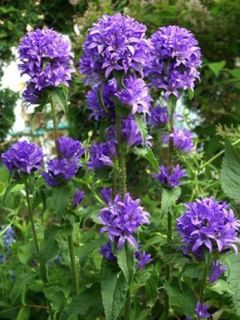 Campanule à bouquets 'Superba'