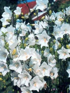 Campanule à feuilles de pêcher 'Alba'