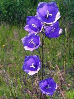 Campanule à feuilles de pêcher