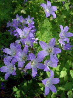 Campanule à fleurs laiteuses
