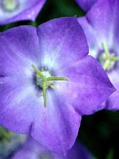 Campanule des Carpates