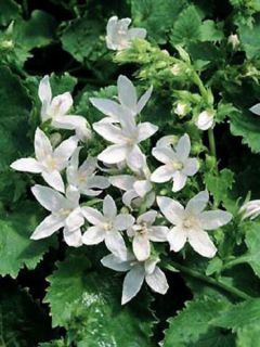 Campanula poscharskyana E.H. Frost - Campanule des Murets