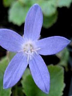 Campanule des murets 'Trollkind'