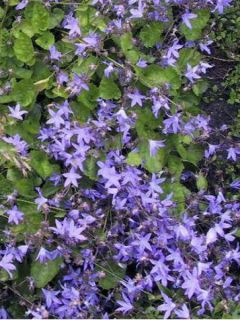 Campanule des murets