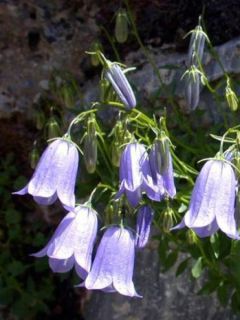 Campanule fluette