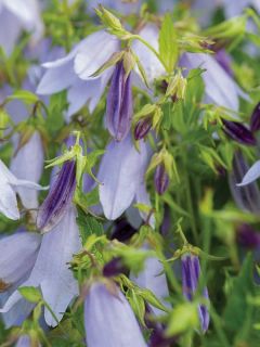Campanula Iridescent Bells - Campanule hybride