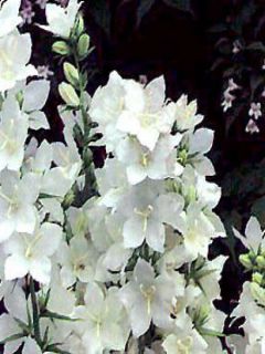Campanule pyramidalis Alba