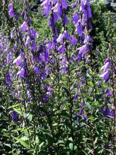 Campanule rapunculoîdes