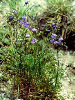 Campanule rotundifolia