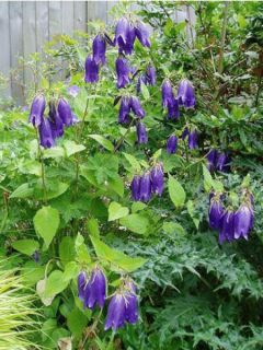 Campanule 'Sarastro'