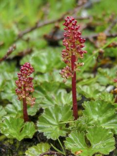 Campos des lages magellanica