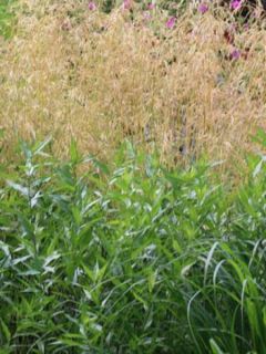 Canche cespiteuse 'Goldschleier'