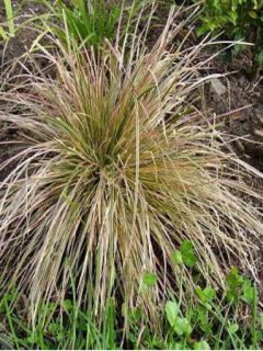 Canche cespiteuse 'Nothern Lights'