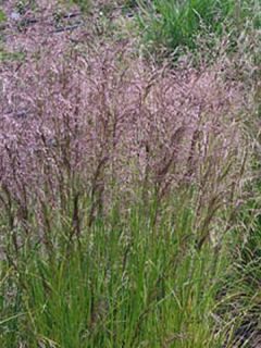 Canche cespiteuse 'Pixie Fountain'