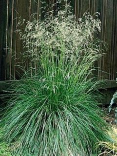 Canche cespiteuse 'Vivipara'