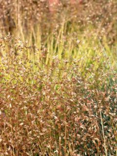 Deschampsia flexuosa Tratra Gold - Canche flexueuse