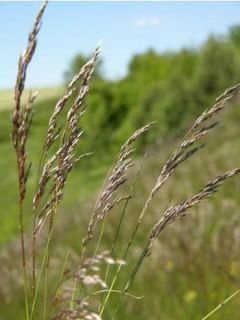 Canche flexible, flexueuse - Deschampsia flexuosa