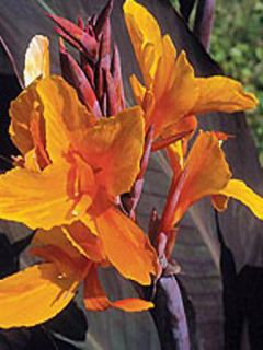 Canna Semaphore - Balisier orange abricot