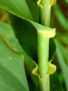 Arundo donax, Canne de Provence