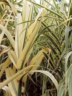 Canne de Provence 'Variegata'