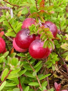Canneberge Pilgrim - Vaccinium macrocarpon - Cranberry Canneberge Pilgrim - Vaccinium macrocarpon - Cranberry
