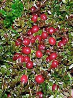 Canneberge - Cranberry - Vaccinium macrocarpon Canneberge - Cranberry - Vaccinium macrocarpon