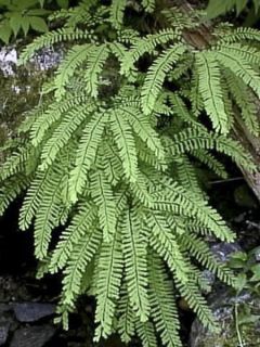 Adiantum pedatum, Capillaire