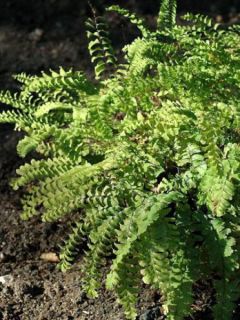 Adiantum aleuticum Imbricatum, Capillaire