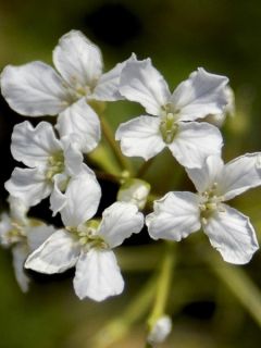 Cardamine à 3 folioles