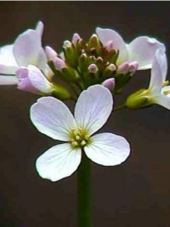 Cardamines des prés, Cresson des prés, Cressonnette