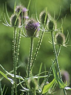 Cardère commune, Cabaret des oiseaux
