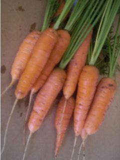 Carotte Fly Away F1  - Daucus carota 