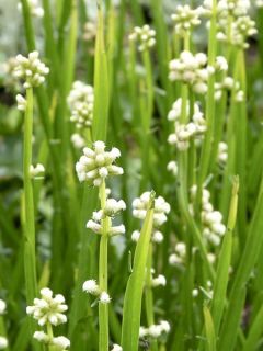 Baccharis genistelloides - Bacchante parfumée