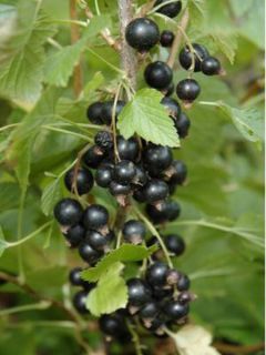 Cassissier 'Ben Nevis'